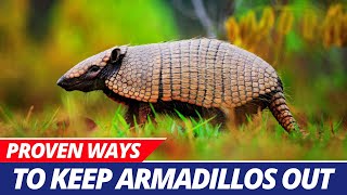 How to Keep Armadillos Away From Your Property [upl. by Meek551]