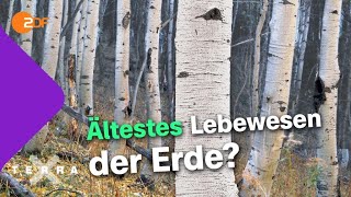 Pflanzenrekorde zum Weitersagen  Terra X plus [upl. by Adirehs]