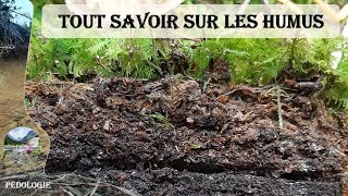 Humus en forêt  Tout savoir sur les humus  Pédologie 1 [upl. by Molly]