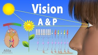 Vision Anatomy and Physiology Animation [upl. by Atneuqal]