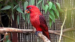 鳴くベニインコ（埼玉県こども動物自然公園） Cardinal Lory Chirrup [upl. by Melany]