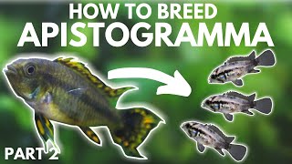 How to Breed Apistogramma Hatching the Eggs Part 2 [upl. by Grail917]