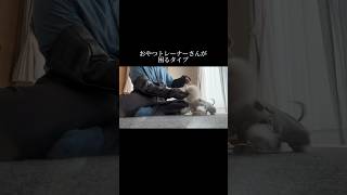 所詮おやつはツール doglibre ドッグトレーニング 犬のしつけ [upl. by Nylirej]