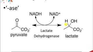 CH450 Chapter 61 to 62 Enzyme Nomenclature and Classification [upl. by Atsyrc161]