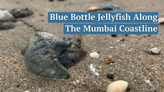 Blue bottle jellyfish spotted in Mumbai [upl. by Aurthur]