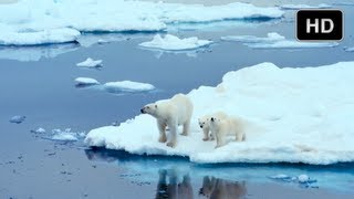 To The Arctic  Cute Polar Bear Cubs in IMAX 3D [upl. by Jasen]