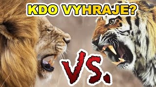 LEV VS TYGR  TOP 5 KDO VYHRAJE V SOUBOJI [upl. by Lifton]