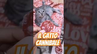 Il gatto cannibale 😼 gennarogattoso neiperte humor ironia umorismo salumi cat gatto gatti [upl. by Annemarie]