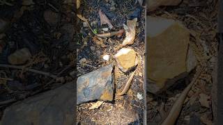 Two skink lizards search for food in a flower bed [upl. by Hallvard335]