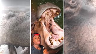 God Sent Hippos to Punish Humanity and other stuff for 8 minutes [upl. by Bartram926]