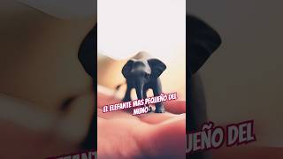 Elefante Diminuto historiareal elefante shortviral edit ia animallover [upl. by Ymas]