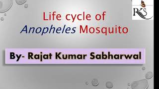 Anopheles mosquito Life cycle [upl. by Ettenot]