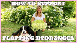 Hydrangea Care Tip  How to Support Flopping Hydrangeas  Kelly Lehman [upl. by Aicnerolf]