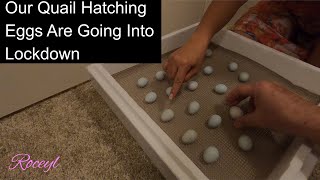 Our Quail Hatching Eggs Are Going Into Lockdown [upl. by Asillem]