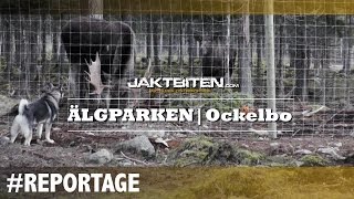 Reportage  Älgparken Ockelbo  JAKTBITENCOM [upl. by Legge]