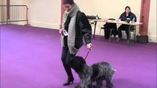 EXPOSITION CANINE NATIONALE VALENCE 1ER MARS 2014 SCHAPENDOES [upl. by Yraillih]