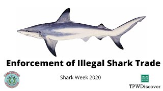 Shark Week 2020  Illegal Shark Fin Trade with TPWD Law Enforcement [upl. by Hashim]