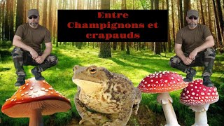 entre champignons et crapauds [upl. by Mozelle961]