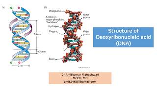 DNA Structure  Structure of Deoxyribonucleic Acid  Biochemistry  Molecular Biology [upl. by Revorg]