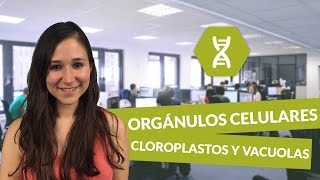 Orgánulos celulares Cloroplastos y vacuolas  Biología digiSchool [upl. by Anilahs]