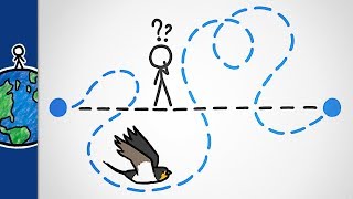 Why Do Birds Migrate Like This [upl. by Alyek848]