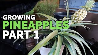 How to Grow Pineapple Part 1 Care and Propagation [upl. by Bridge]