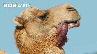 A Camels Love Sac  4K UHD  Mammals  BBC Earth [upl. by Eseeryt]