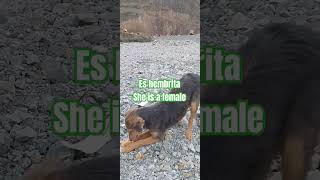 I Found a doganimals dog cat doglovers nature perro [upl. by Demmy675]