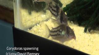 Corydoras parallelus or schwartzi spawning [upl. by Ross431]