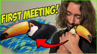 Meeting my rehab toucan for the first time [upl. by Supmart]