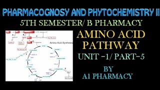 Amino acid pathway 5 pharmacognosy and phytochemistry  b Pharmacy 5th semester [upl. by Willing]