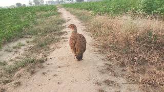 dakhni teetar ki piyare R achi awaaz francolin bird really sound [upl. by Trebreh]