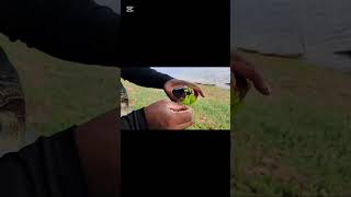 Esse peixe é perigoso não pode vacila pesca fishingvideo pescaria [upl. by Zach]