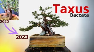 Taxus baccata da yamadori  Futuro bonsai [upl. by Aicnarf211]