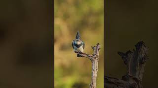 Belted Kingfisher full dive in slow motion for two fish [upl. by Iphigenia]