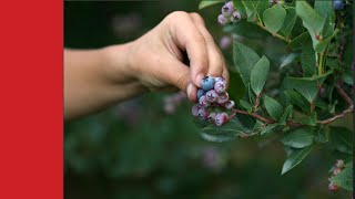 Voici comment avoir vos propres myrtilles bio dans votre jardin Un mode d’emploi facile et efficace [upl. by Otilrac]