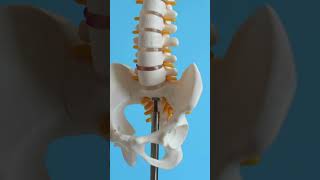 Three types of Joints 3d illustration anatomy skeleton Joints [upl. by Preciosa]