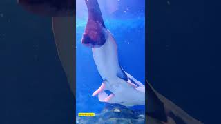 📽️🐋Vagai Vagai Vazhgiren fish fishingtamilshortvideonature viralvideostravellovetrending [upl. by Maegan]