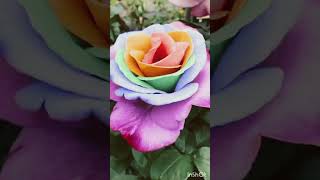 whatsappstatus Silite music Relax 😍❤️ Beauty full 😍 places HD❤️Creations youtubeshorts [upl. by Tedda508]