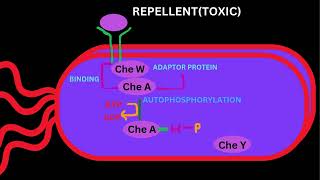 BACTERIAL SIGNALLINGCHEMOTAXSISPART 2 [upl. by Annil]