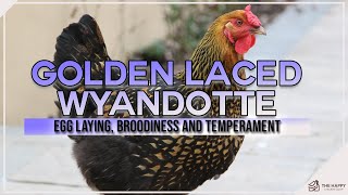 Golden Laced Wyandotte Egg Laying Broodiness and Temperament [upl. by Atekram]