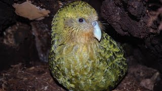 KAKAPO PARROT BIRDSOUND CALL hmetv5490 [upl. by Parry]