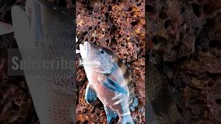 Blubberlip on shore jigging in goa😱🔥 fishingingoa shorts viral [upl. by Blum562]