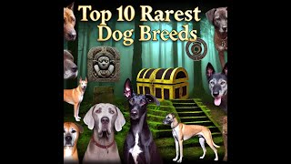 Top 10 Rarest Dog Breeds [upl. by Hannover302]