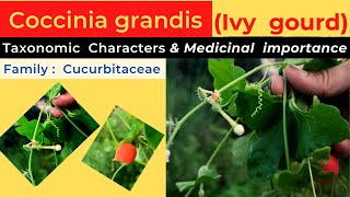 Ivy gourd taxonomic characters and medicinal properties  Coccinia grandis  info biodiversity [upl. by Atirac995]