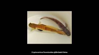 Cryptocentrus Pavoninoides Bin3aiah Fishes [upl. by Cowley]