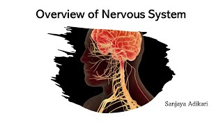 Overview of Nervous System [upl. by Ario]