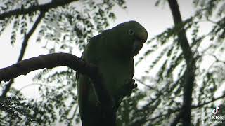 yellowfronted parrot comes to communicate with its peers [upl. by Shumway]