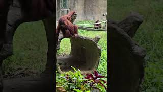 紅毛猩猩Bornean OrangutanTaipei Zoo [upl. by Elrebma]