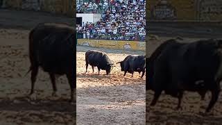 callampas VS niño rico 🏆 niño Rico toros argentina peru🇦🇷🇵🇪 [upl. by Yaresed892]